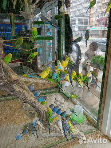 Волнистый попугай