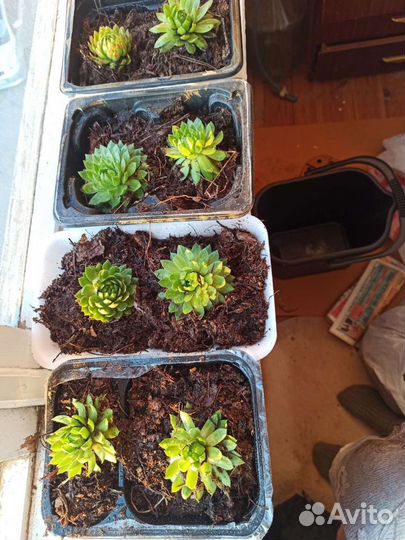 Молодило Каменная роза- уличное растение