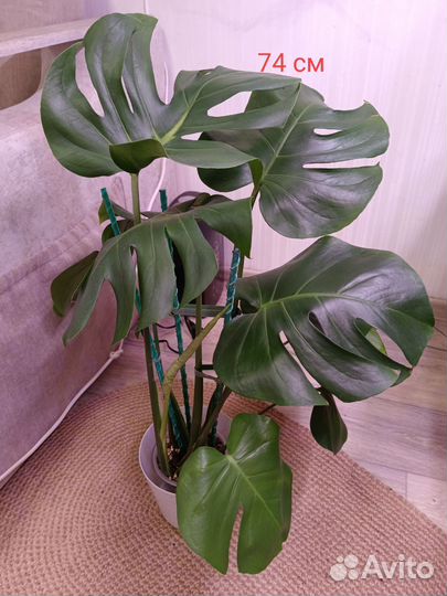 Крупномеры:Монстера,фикус Эластика,фикус Наташа