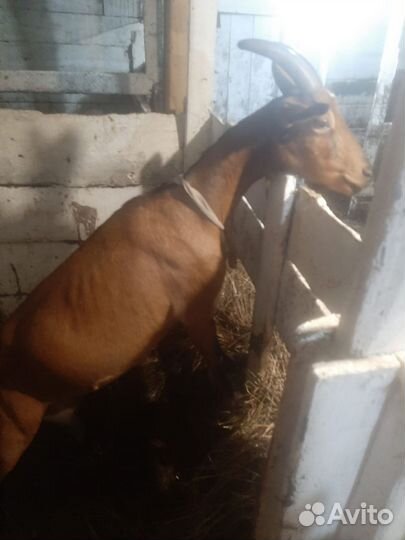 Глубоко сукотные Козы чешские