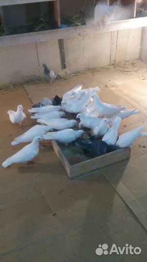 Почтовые голуби