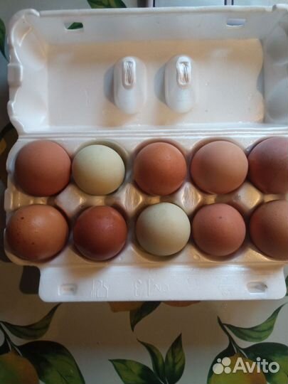 Домашние куриные яйца