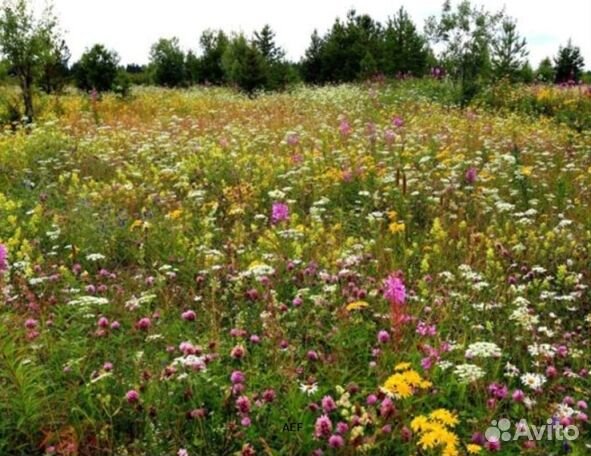 Мед 2024 года из Алтая оптом