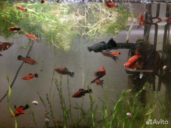 Рыбки меченосцы