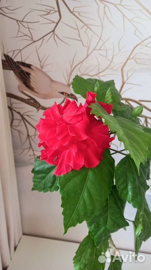 Гибискус красный махровый большой цветущий
