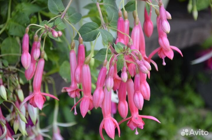 Фуксии сортовые