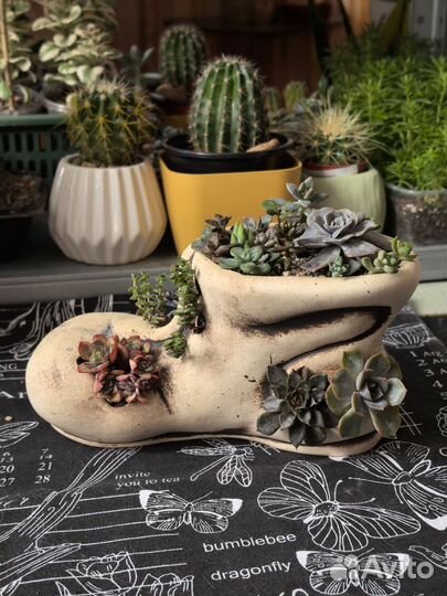 Флорариум подарки суккуленты
