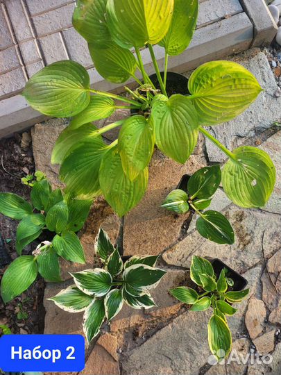 Набор хост из 5 штук