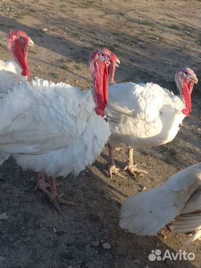 Индюки домашние