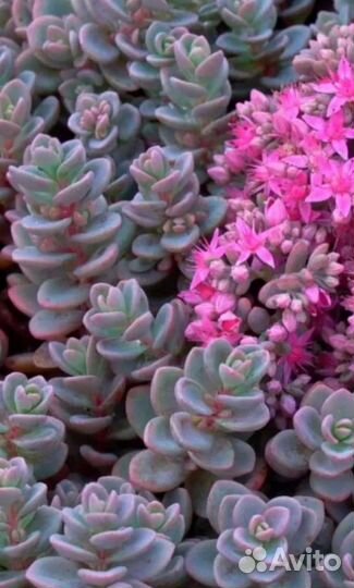 Растения для альпинария