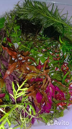 Аквариумные растения прополка