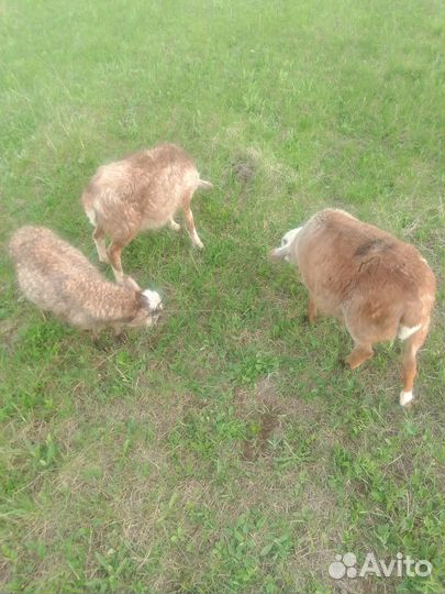 Овцы бараны