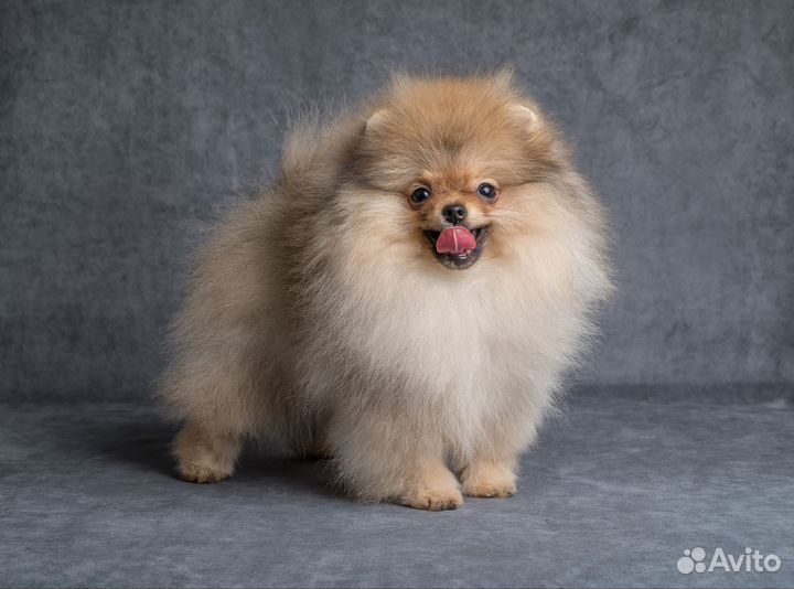 Мини померанцы