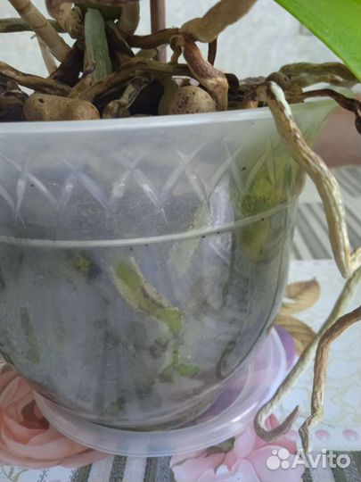 Орхидея фаленопсис