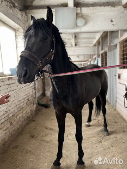 Жеребец орловский рысак