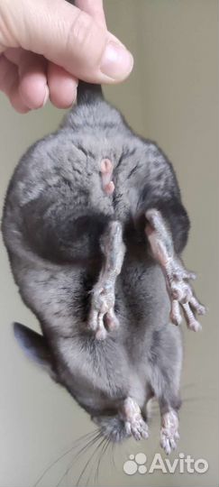 Шиншиллëнок