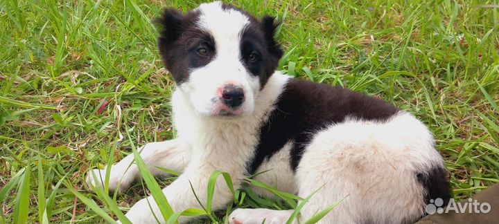 Среднеазиатская овчарка алабай