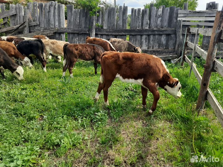 Бычки телочки