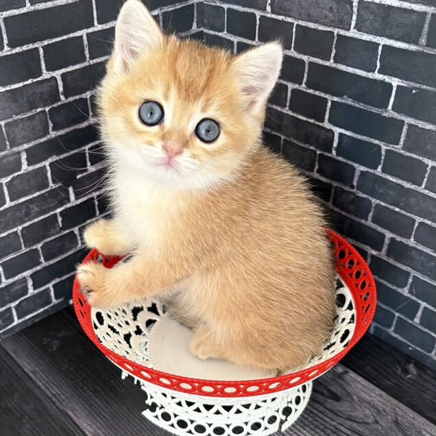 Шотландский прямоухий короткошёрстный котёнок