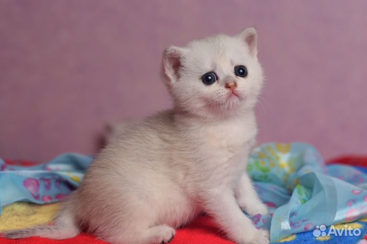 Шотландские котята Кошечка серебристая шиншилла