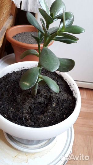 Денежное дерево (толстянка, крассула)