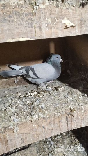 Ленинаканские голуби. Армянская Птица