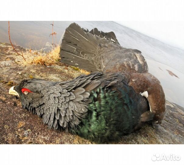 Глухарь (в пере)