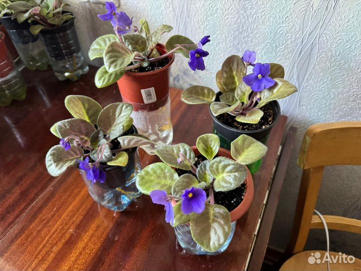 Комнатные цветы