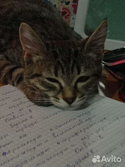 Кошка в дар