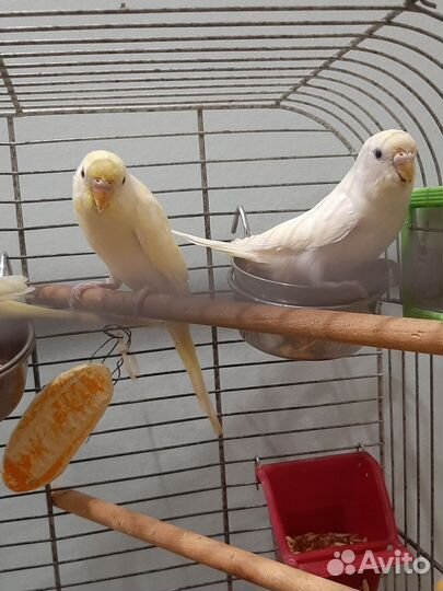 Волнистые попугаи