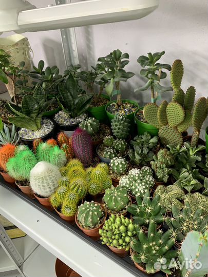 Кактусы суккуленты