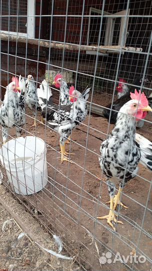 Молодые петушки