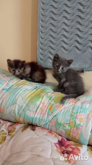 Кошка в дар бесплатно