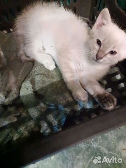 Кошка в дар