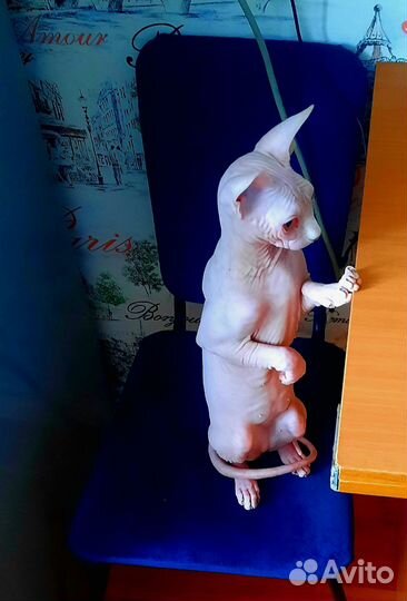 Сфинкс канадский