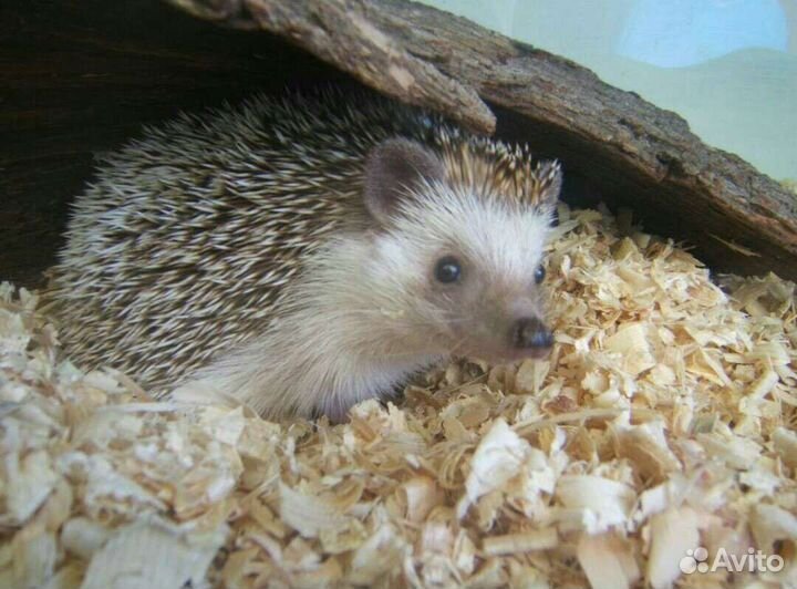 Африканский ежик