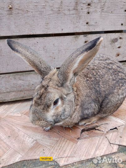 Кролики мясных пород