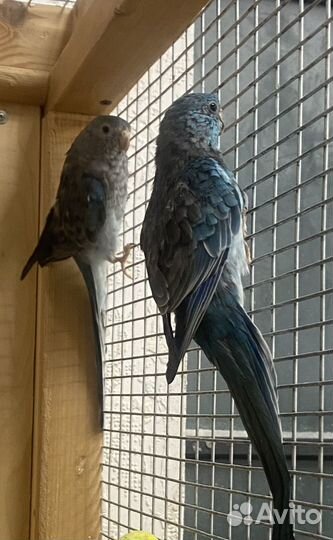 Попугай певчий