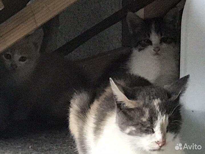 Котята бесплатно
