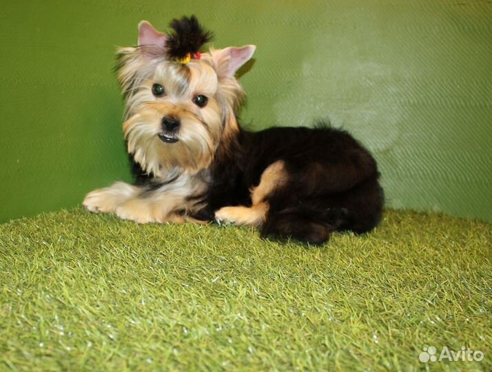 Девочка Йоркширского терьера для души