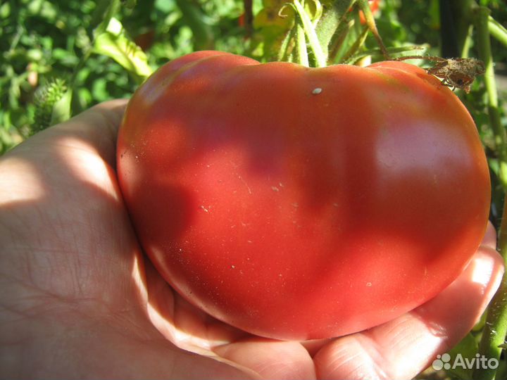 Помидоры, огурцы свежие с дачи