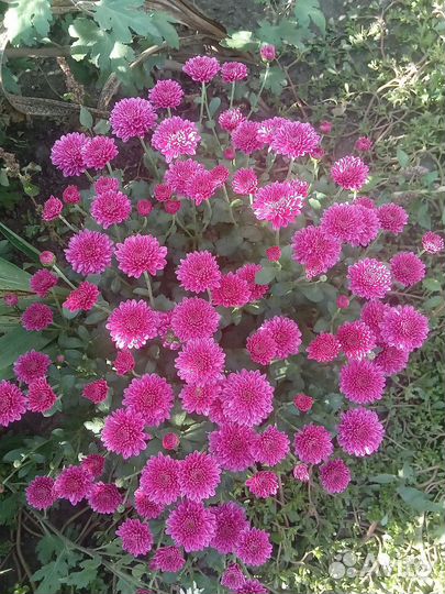 Хризантема