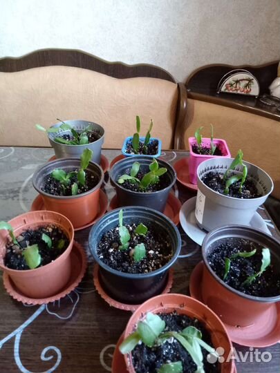 Декабрист шлюмбергера