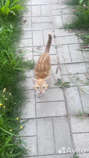 Рыжий котенок мальчик
