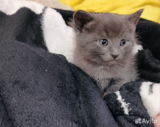 Котенок