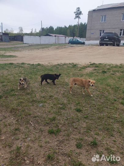 Маленькая собака в добрые руки бесплатно