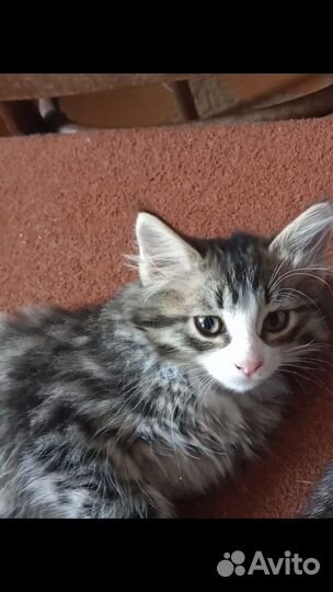 Отдаем котят в хоршие руки