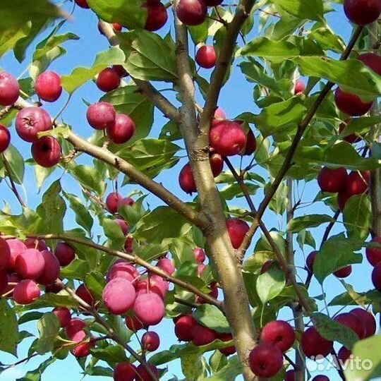 Яблоня недзвецкого