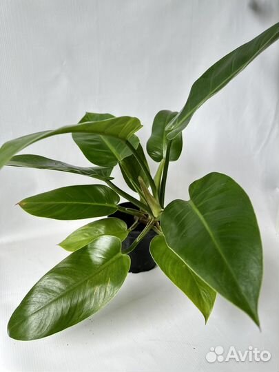 Филодендрон империал грин