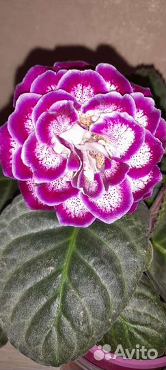 Сортовые детки глоксиний